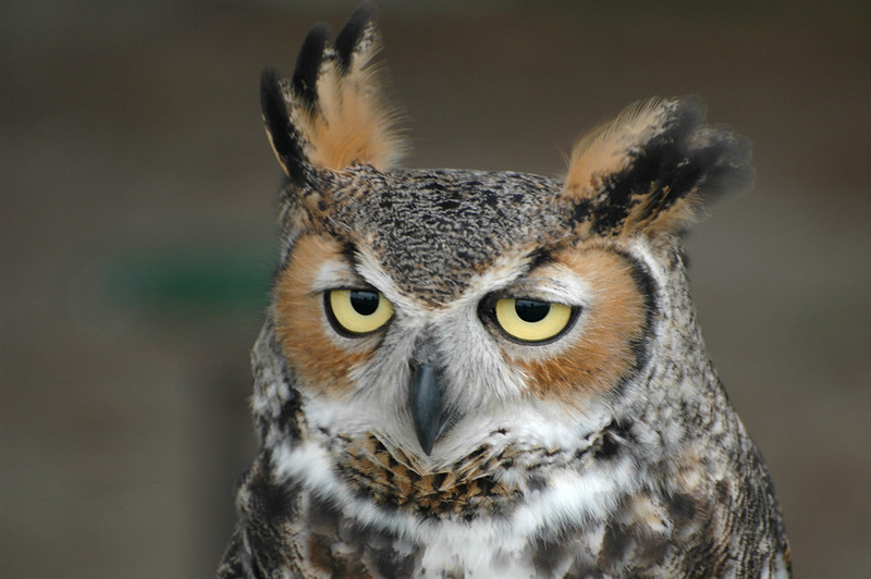 Great Horned Owl (Bubo virginianus) by Bob-Nan