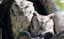 Birds of the Bible – Nebuchadnezzar and&nbsp;Birds