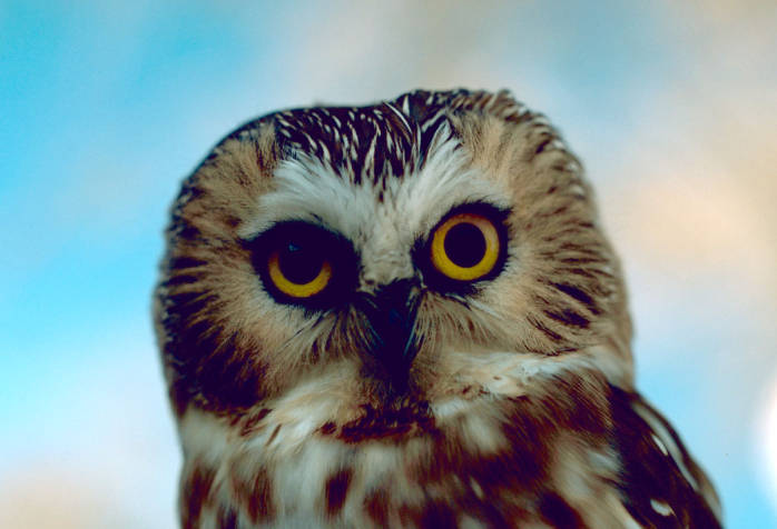 Northern Saw-whet Owl (Aegolius acadicus) ©USFWS