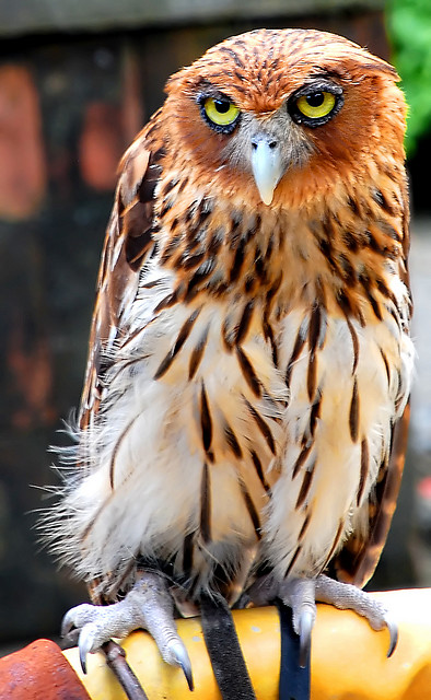 Philippine Eagle-Owl (Bubo philippensis) ©©uckhet