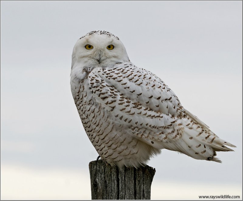 Snowy Owl (Bubo scandiacus) by Raymond Barlow