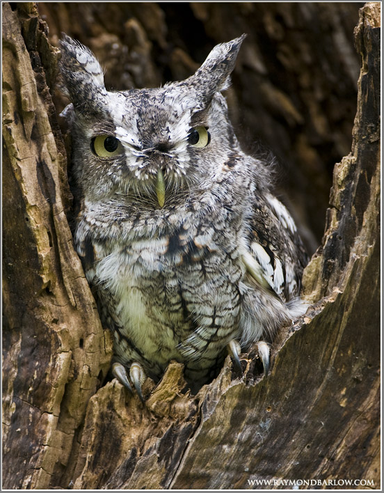 Western Screech Owl (Megascops kennicottii)(captive) by Raymond Barlow