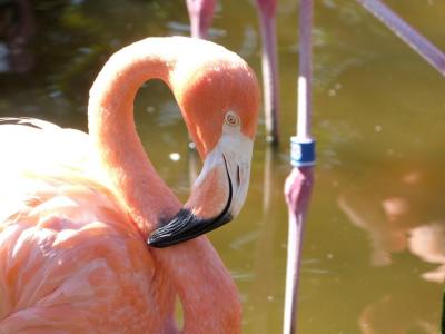 American Flamingo Beak at Gatorland by Lee