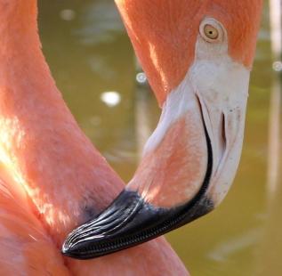 American Flamingo Beak cropped