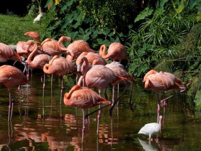 American Flamingos Many With Foot Up by Lee at Gatorland