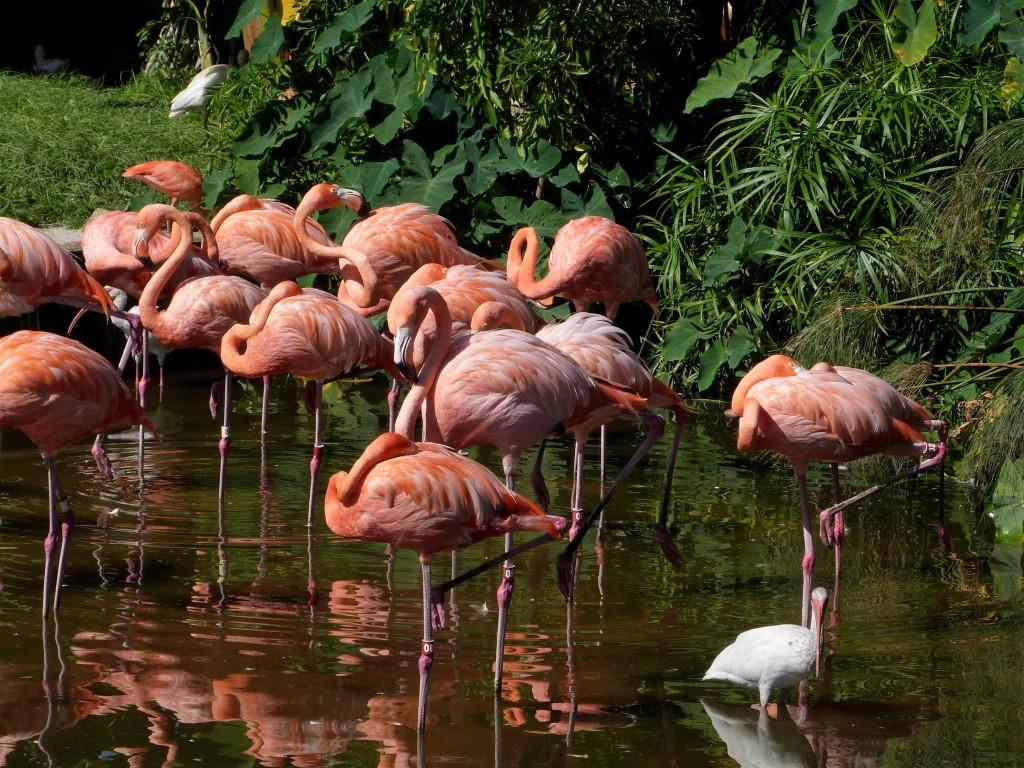 American Flamingos Many With Foot Up by Lee at Gatorland