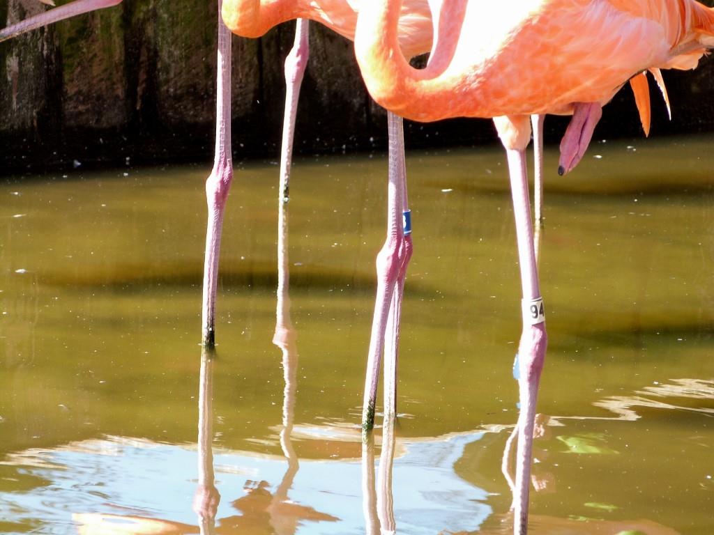 American Flamingos with foot up