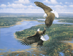 Bald Eagles 1 for Alaska' Bald Eagle