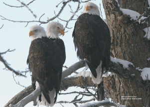 Bald Eagles 2 for Alaska' Bald Eagle