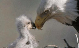 Baby Golden Eagle Survives the Utah&nbsp;Wildfire