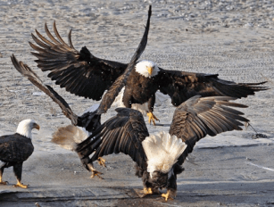 Bald Eagles 4 for Alaska' Bald Eagle