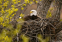 Bald Eagles 5 for Alaska' Bald Eagle