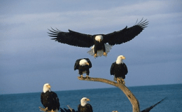 Sunday Inspiration –&nbsp;Eagles