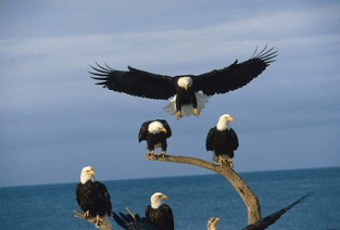 Bald Eagles 7