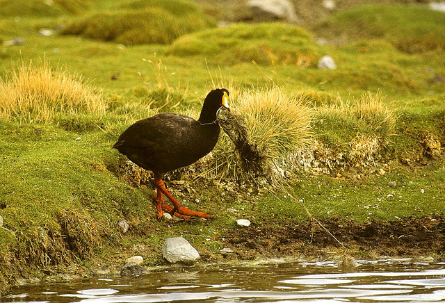 Giant Coot (Fulica gigantea) ©©Flickr fveronesi1