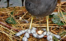 Birdwatching Term – Lobed&nbsp;Feet