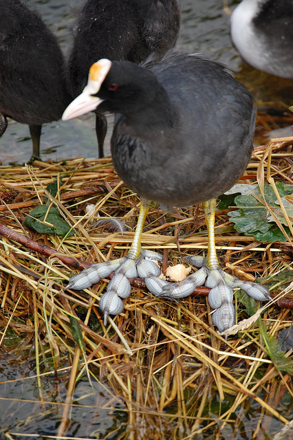 Eurasian Coot (Fulica atra) ©©