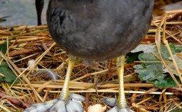 Sunday Inspiration –&nbsp;Feet