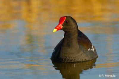 CommonMoorhen (Gallinula chloropus) by Reinier Munguia