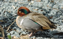Child’s Book of Water Birds ~ The&nbsp;Teal