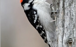Sunday Inspiration –&nbsp;Woodpeckers