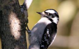 Woodpeckers in the Waterman Bird&nbsp;Collection
