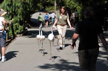 Greater Flamingo (Phoenicopterus roseus) at Cincinnati Zoo by Dan First walk