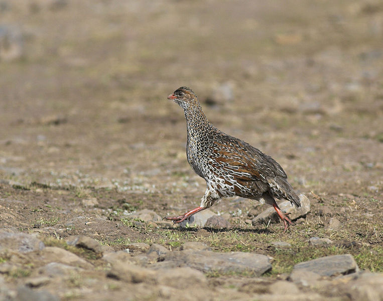 Chestnut-naped Francolin (Pternistis castaneicollis) ©WikiC