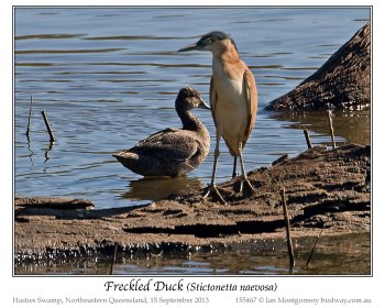 Freckled Duck (Stictonetta naevosa) by Ian