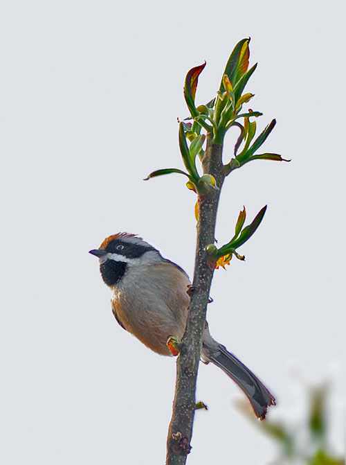 Rufous-naped Tit (Periparus rufonuchalis) by W Kwong