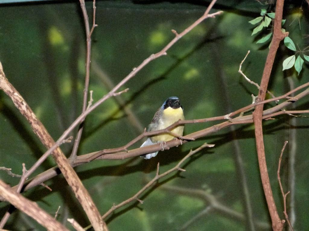 Blue-crowned Laughingthrush (Pterorhinus courtoisi) at Cincinnati Zoo by Lee