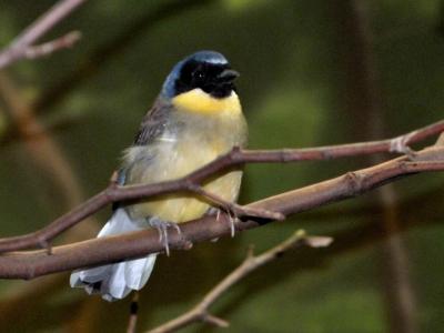 Blue-crowned Laughingthrush (Garrulax courtoisi) at Cincinnati Zoo by Lee