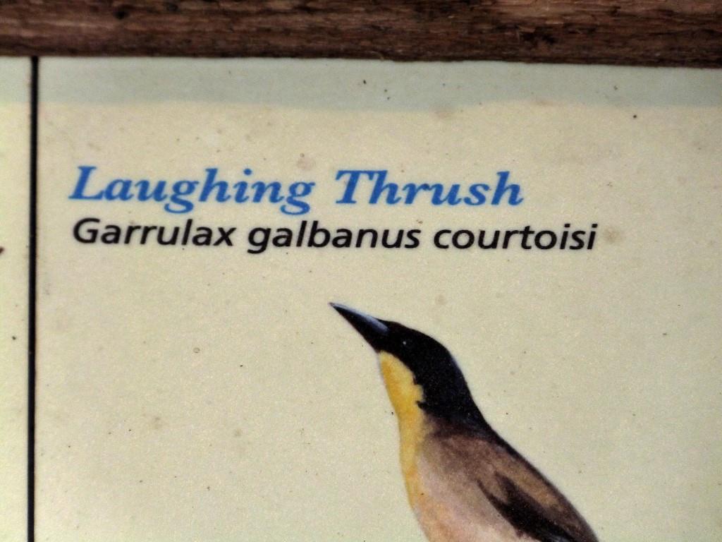 Blue-crowned Laughingthrush (Pterorhinus courtoisi) Sign at Cincinnati Zoo by Lee