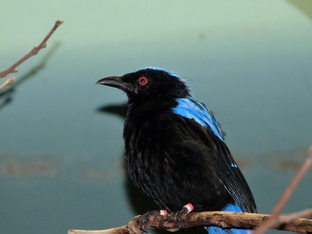 Asian Fairy-bluebird (Irena puella) at Cincinnati Zoo by Lee