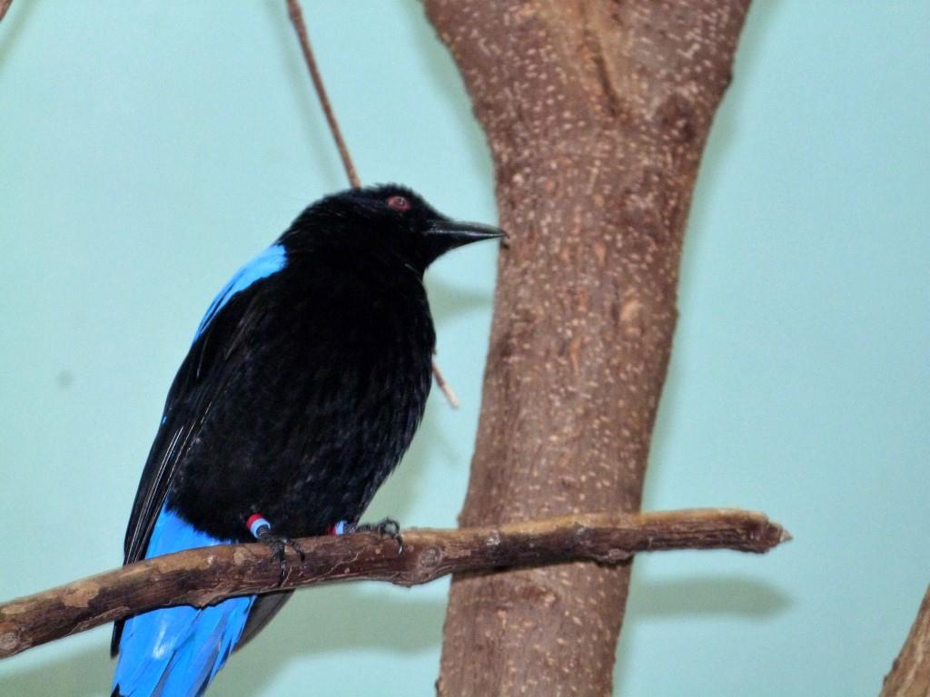 Asian Fairy-bluebird (Irena puella) at Cincinnati Zoo by Lee