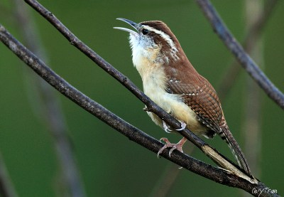Carolina Wren (Thryothorus ludovicianus) by Quy Tran