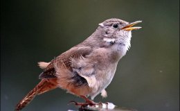 Jenny Wren Arrives – Chapter&nbsp;1