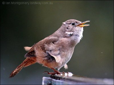 House Wren (Troglodytes aedon) by Ian