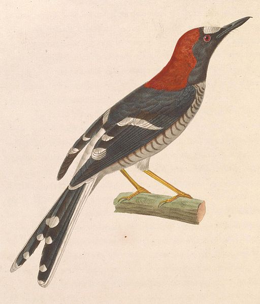 Chestnut-naped Forktail (Enicurus ruficapillus) ©Drawing WikiC