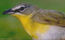 Birds Vol 2 #6 – The Volume II. July to December 1897 –&nbsp;Index