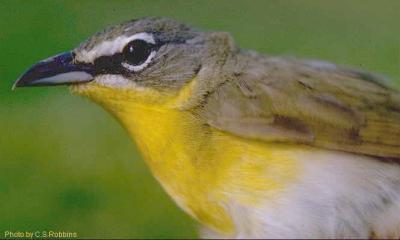 Yellow-Breasted Chat (Icteria virens) USGS