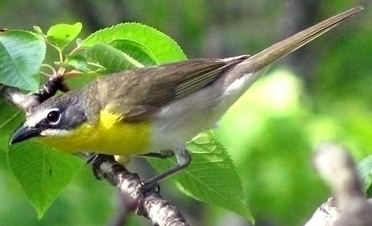 Yellow-Breasted Chat (Icteria virens) WikiC