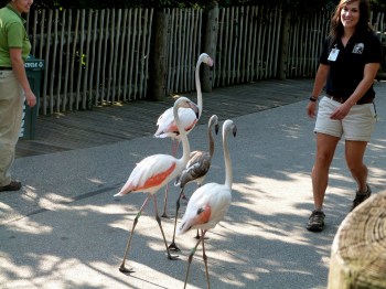 Greater Flamingo (Phoenicopterus roseus) at Cincinnati Zoo by Lee