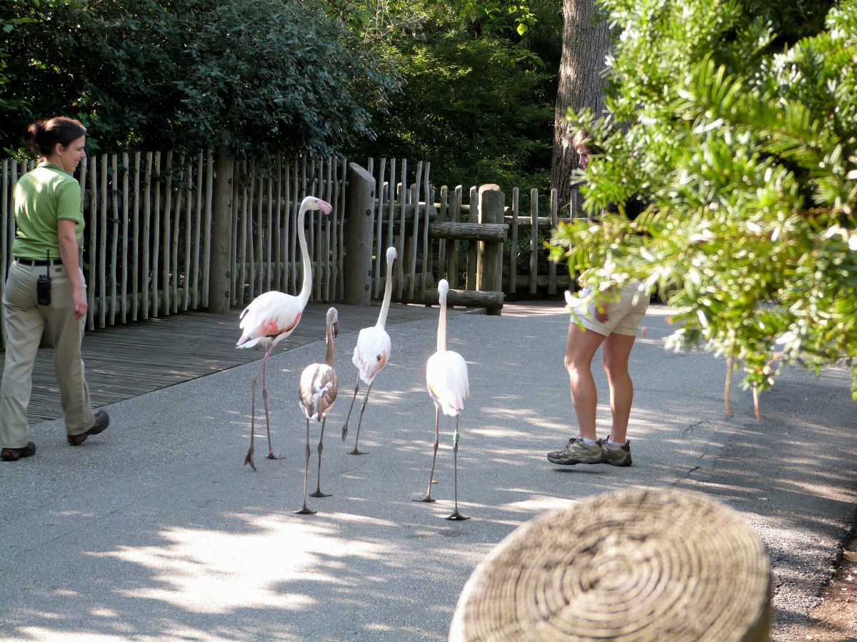 Greater Flamingo (Phoenicopterus roseus) at Cincinnati Zoo by Lee