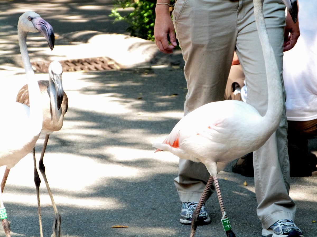 Greater Flamingo (Phoenicopterus roseus) at Cincinnati Zoo by Lee Second walk