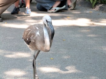 Greater Flamingo (Phoenicopterus roseus) Juvenile at Cincinnati Zoo by Lee