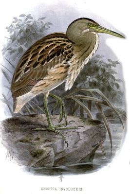 Stripe-backed Bittern (Ixobrychus involucris) ©Drawing WikiC