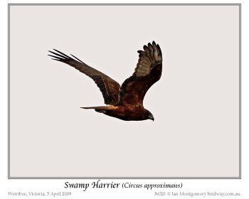 Swamp Harrier (Circus approximans) by Ian