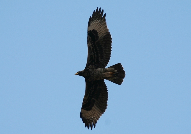 Verreaux’s Eagle (Aquila verreauxii) ©WikiC