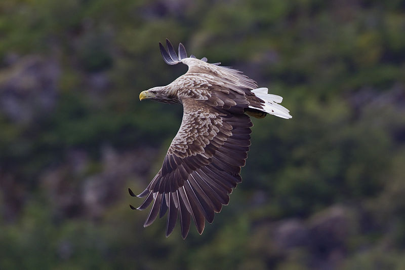 White-tailed Eagle (Haliaeetus albicilla) ©WikiC